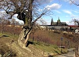  Prague Castle fotography - View from Petrin Hill 